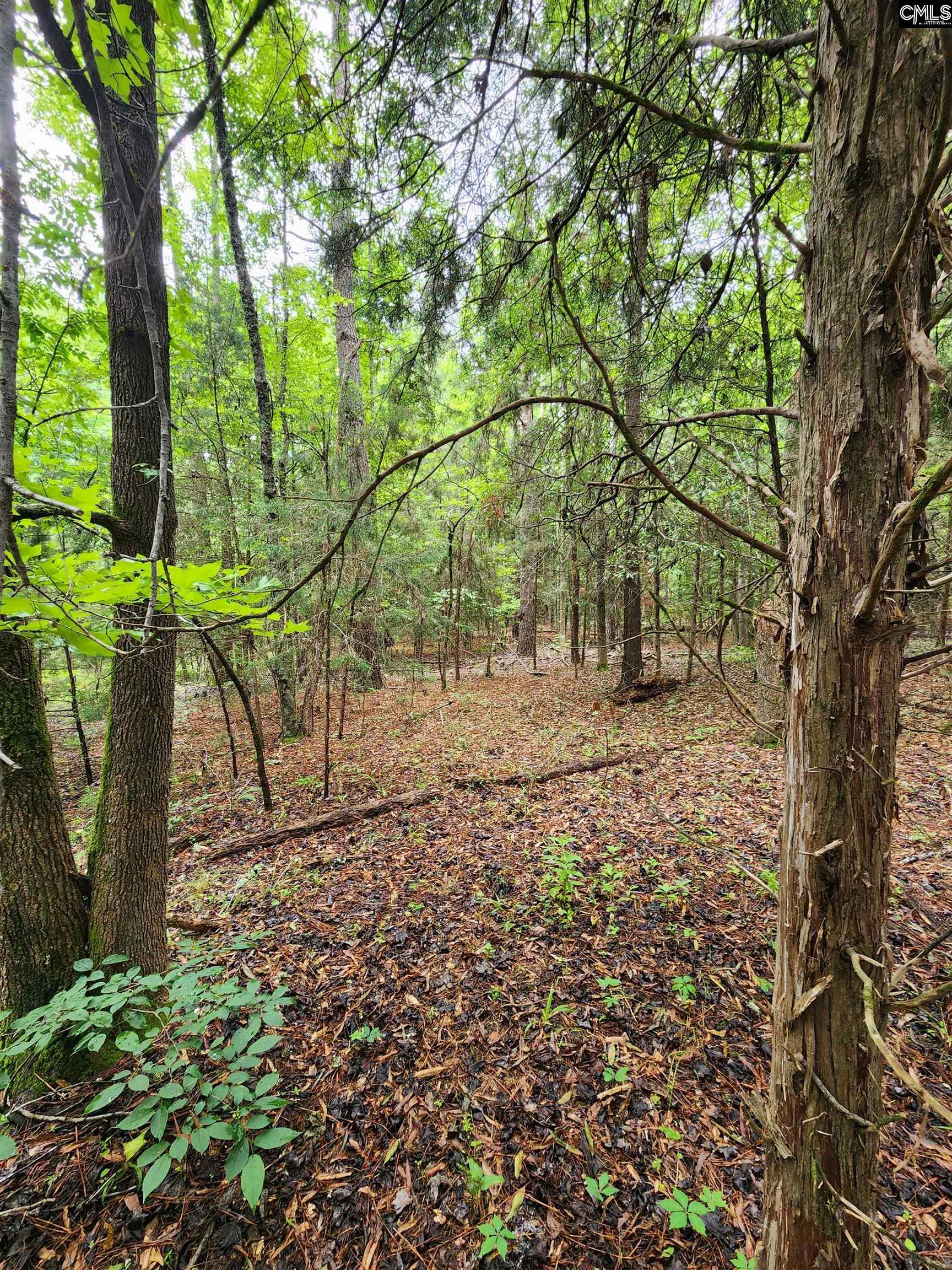 0 Elm Street Prosperity, SC 29127 - Photo 11 of 26