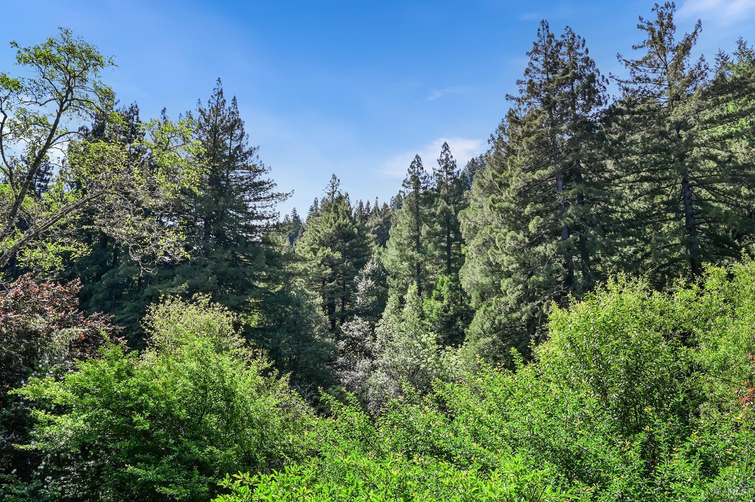 1365 Austin Creek Road Cazadero, CA 95421 - Photo 16 of 55