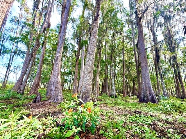 8206 Back Road Plant City, FL 33565 - Photo 37 of 38 Gallery Image 37