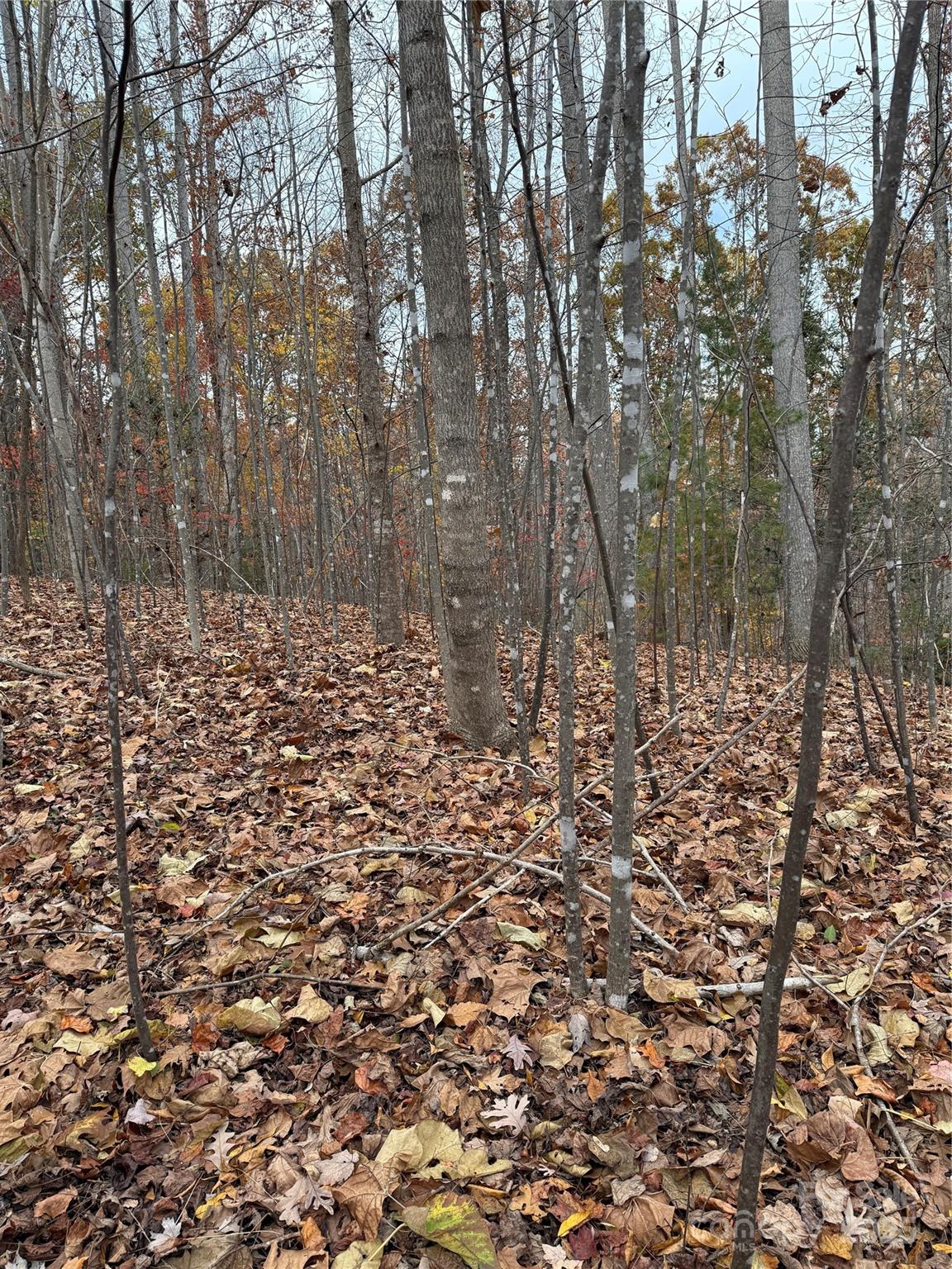 V/l Lot 112 V/l Ridge Marion, NC 28752 - Photo 23 of 34 a view of a yard with plants and trees