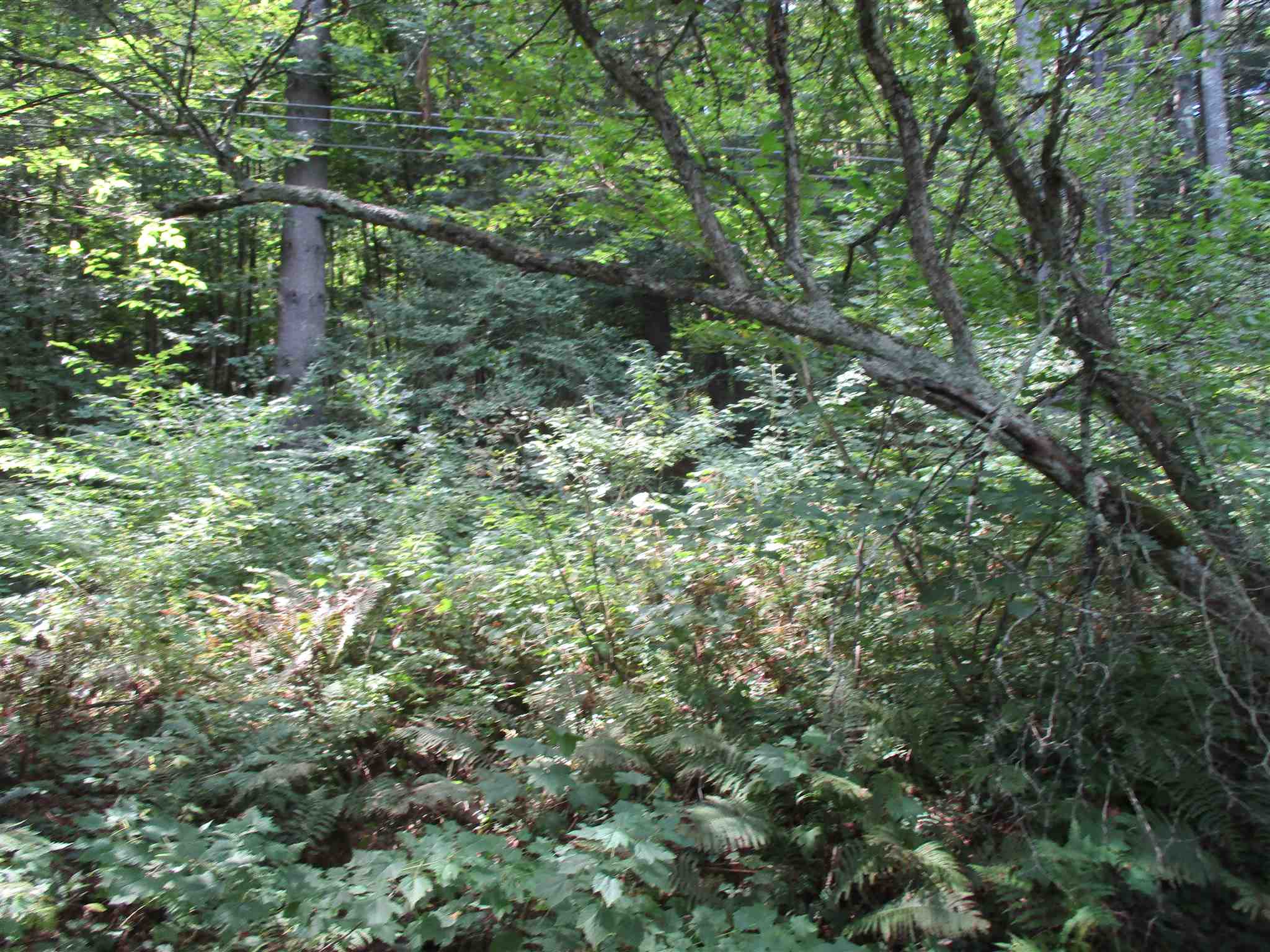 0 Riford Brook Road Braintree, VT 05060 - Photo 4 of 17