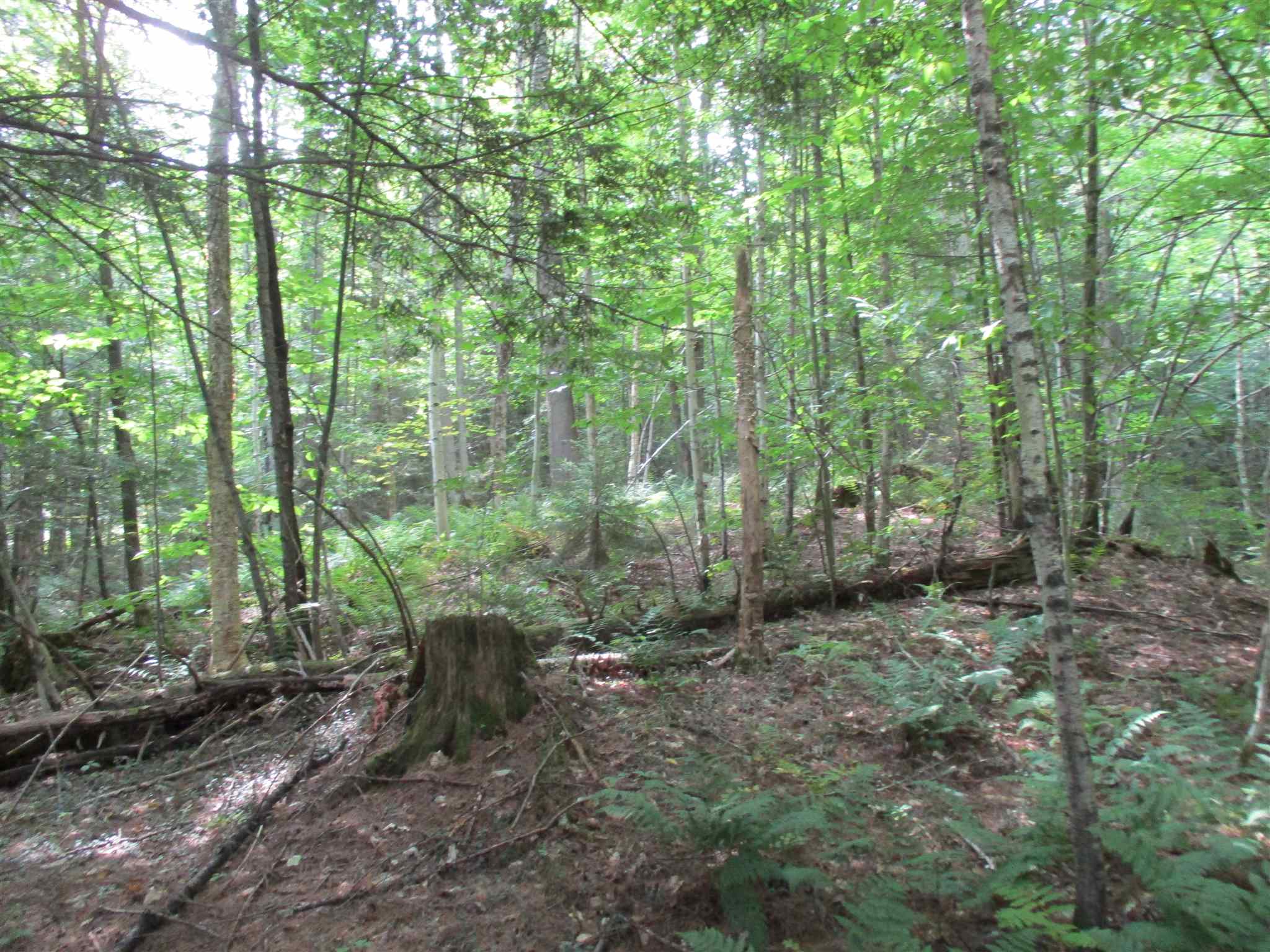 0 Riford Brook Road Braintree, VT 05060 - Photo 8 of 17