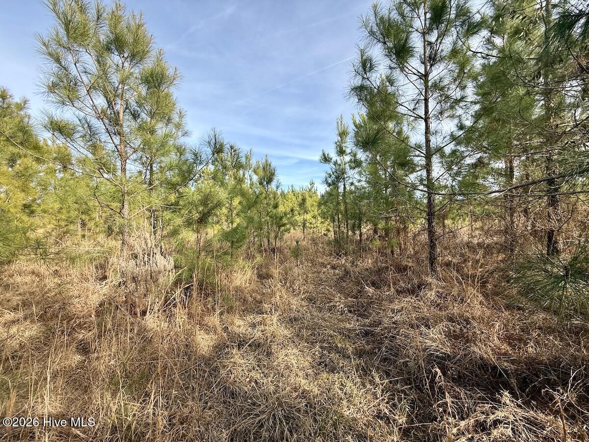 0 Old Washington Road Vanceboro, NC 28586 - Photo 12 of 34 12