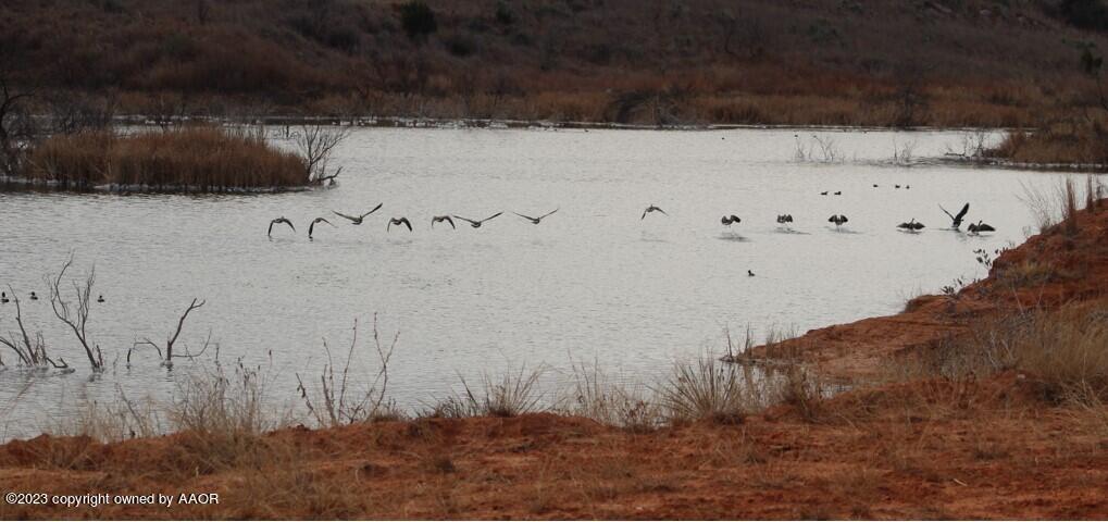 The The Turkey Ranch Turkey, TX 79261 - Photo 11 of 72 48AF1F89F25F48BAAEC73E6B7BBCE64F