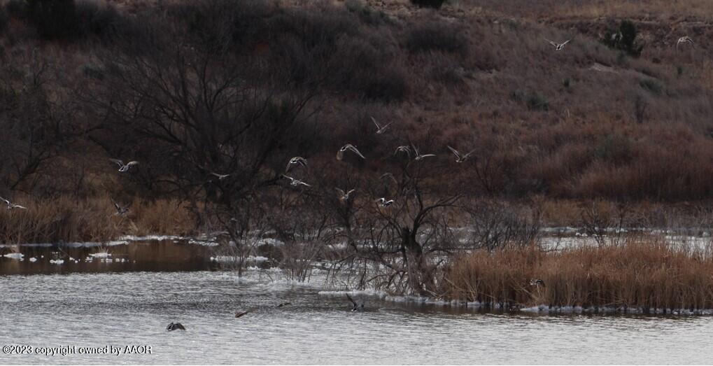 The The Turkey Ranch Turkey, TX 79261 - Photo 12 of 72 ADD134F876FF419B9A840F6D8AE754F7