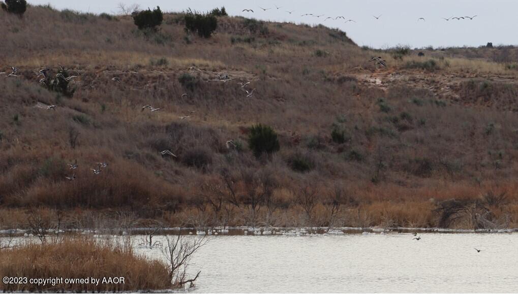 The The Turkey Ranch Turkey, TX 79261 - Photo 13 of 72 561C7822C36C4F7AAF4E2A2F478E0D9D