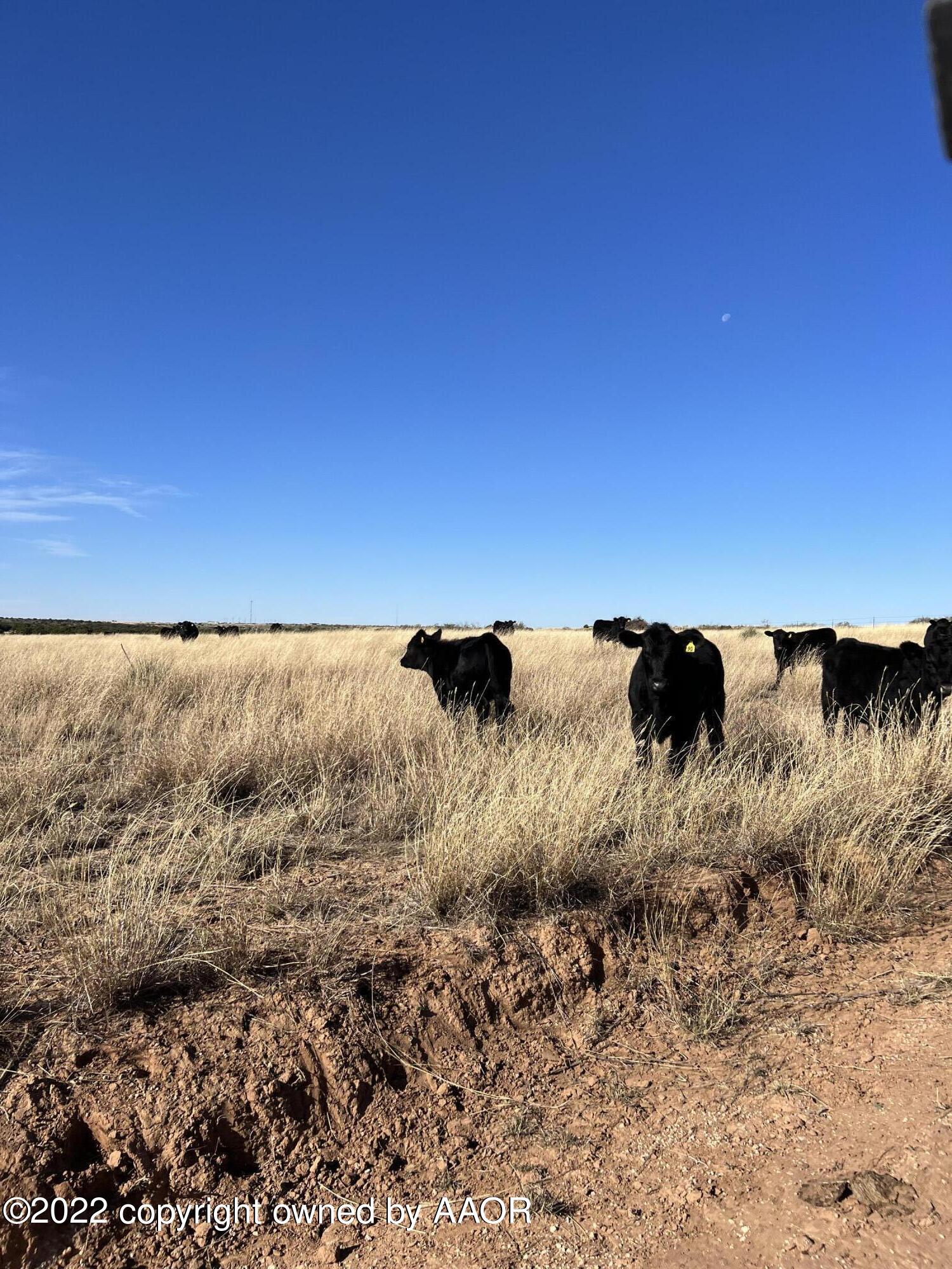 The The Turkey Ranch Turkey, TX 79261 - Photo 46 of 72 69004916443--62C0127A-5BDE-48BD-BCB3-7CC