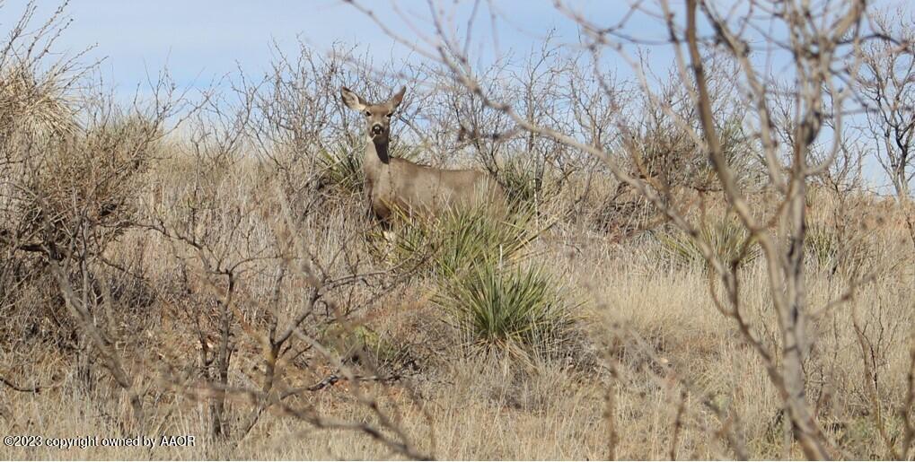 The The Turkey Ranch Turkey, TX 79261 - Photo 5 of 72 F3B753F1CE714C64B5BA01C20F60DA18