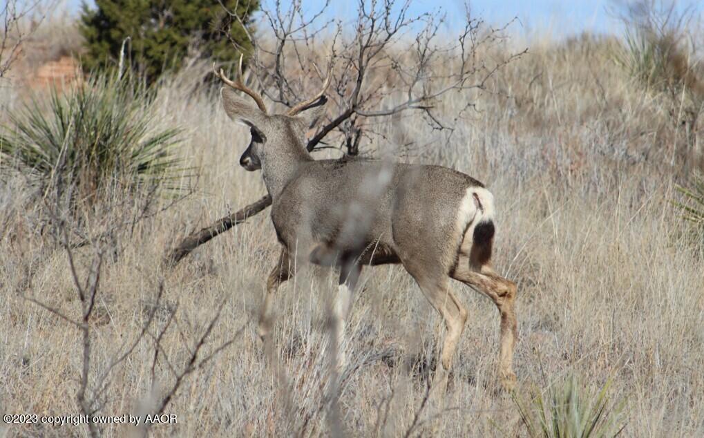 The The Turkey Ranch Turkey, TX 79261 - Photo 6 of 72 C5C8727DFB254580A76445A5AA8CBA60