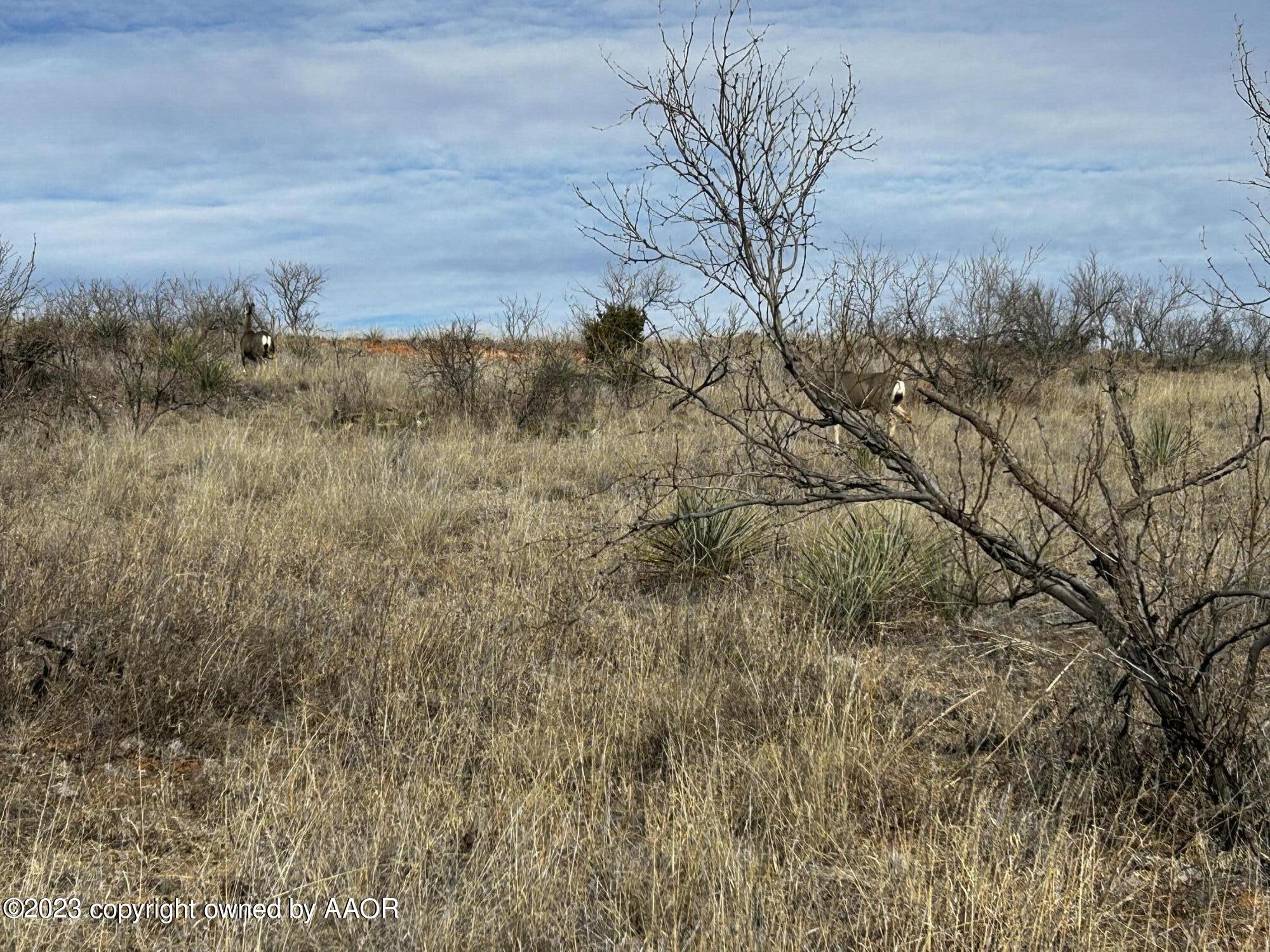 The The Turkey Ranch Turkey, TX 79261 - Photo 7 of 72 IMG-5064