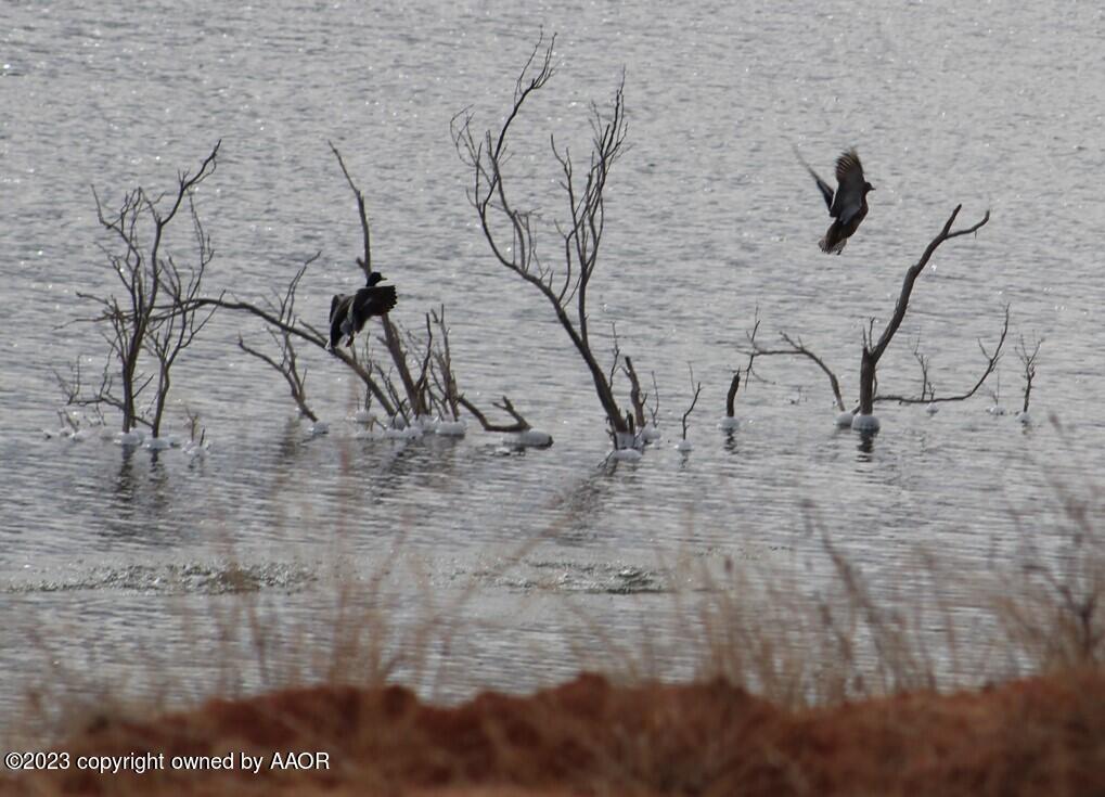 The The Turkey Ranch Turkey, TX 79261 - Photo 10 of 72 CA4AA1CAC68E4FFEA4348A333DD79B33