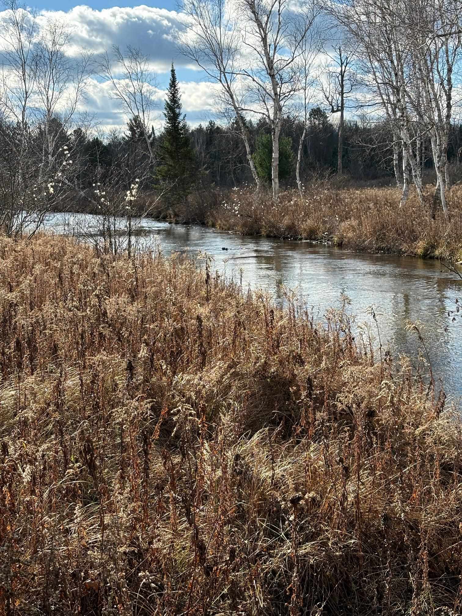 40-acres Brown Bridge Road Traverse City, MI 49696 - Photo 4 of 6 Gallery Image 4
