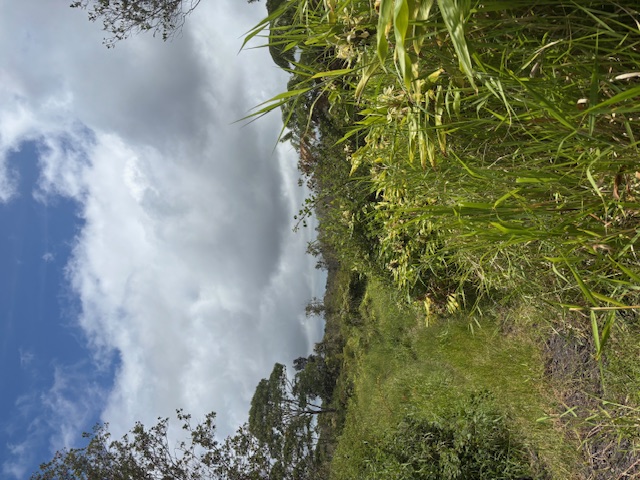 123 North Glenwood Road Mountain View, HI 96771 - Photo 3 of 7