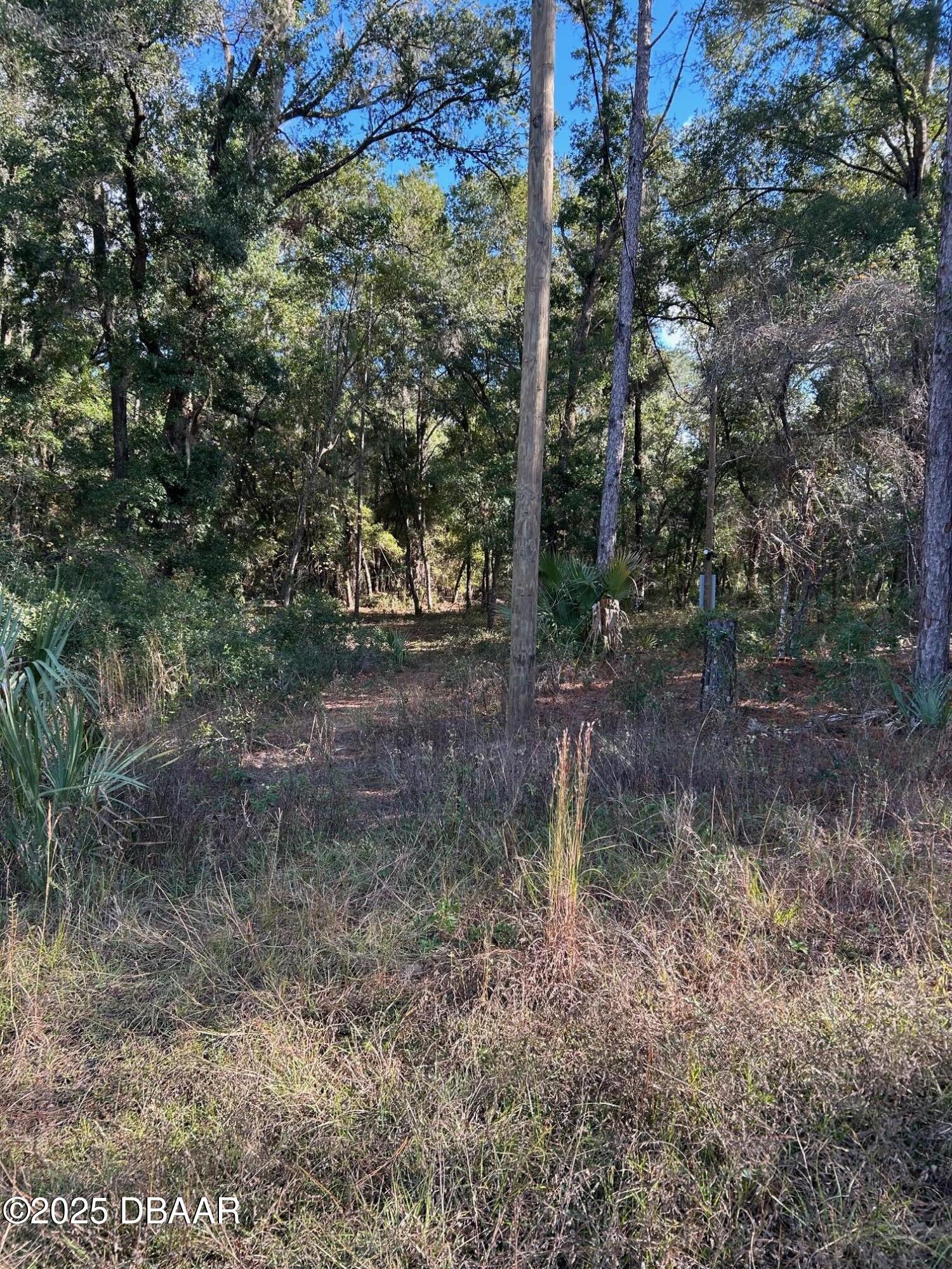 112 Peach Orchard Road Pomona Park, FL 32181 - Photo 5 of 13 a view of a yard
