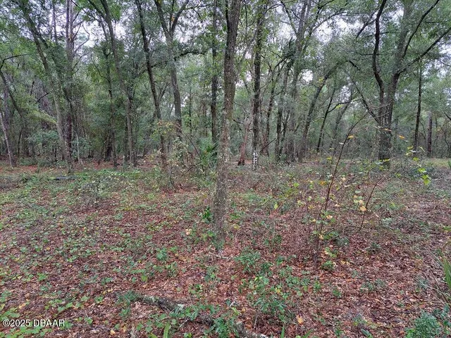 a view of a yard with trees in the background