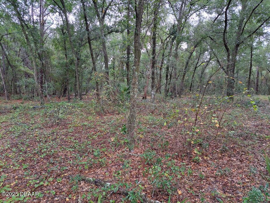 112 Peach Orchard Road Pomona Park, FL 32181 - Photo 9 of 13 a view of a yard with trees in the background