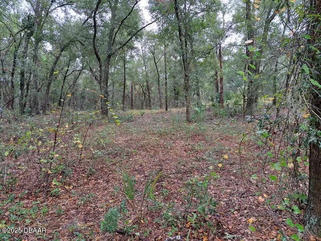 a view of a forest with trees in the background