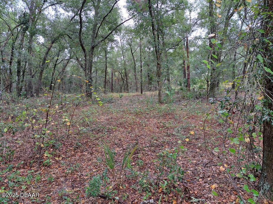 112 Peach Orchard Road Pomona Park, FL 32181 - Photo 10 of 13 a view of a forest with trees in the background