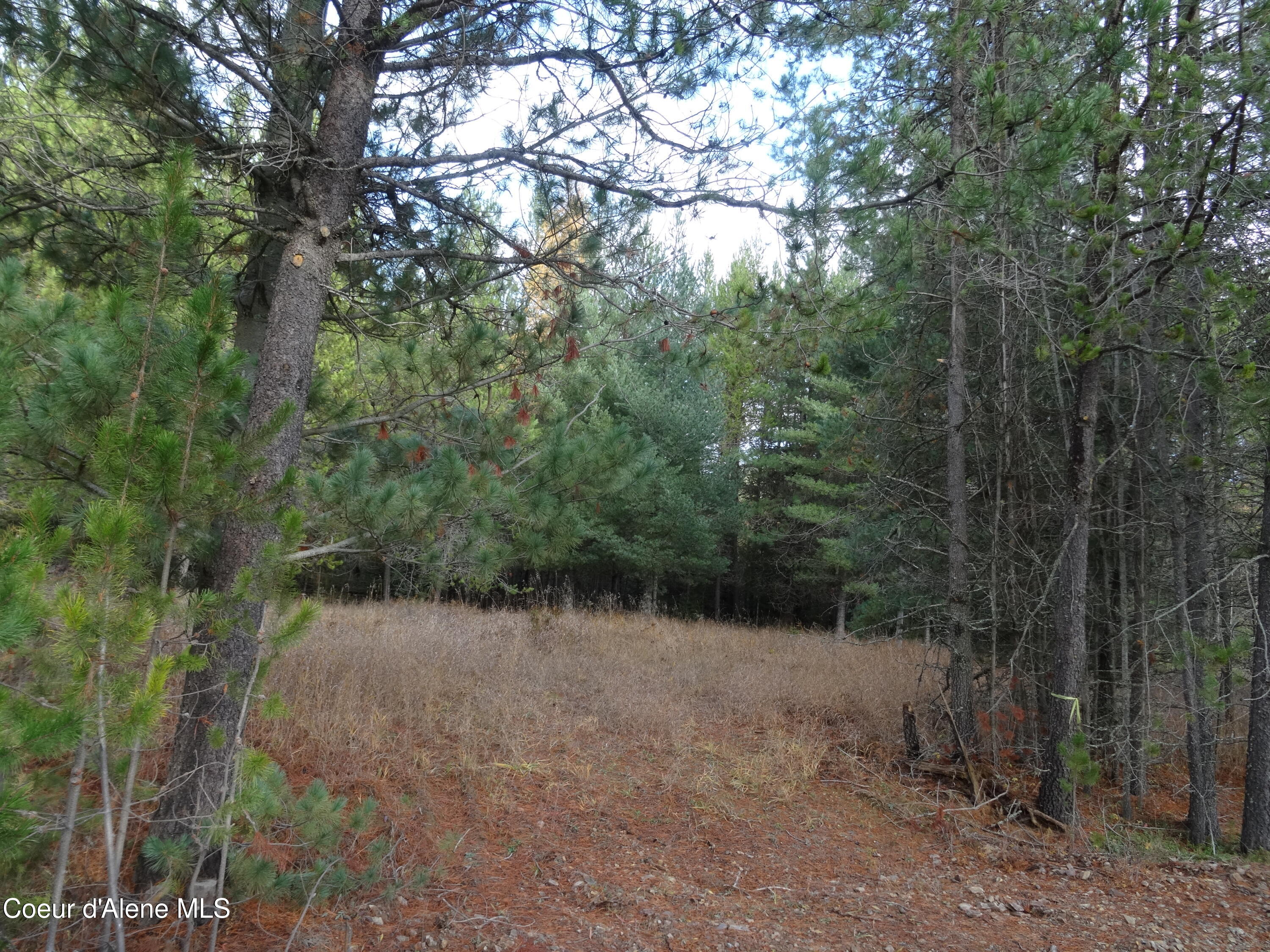 171-temp) Bear Road Priest River, ID 83856 - Photo 11 of 16 DSC05829