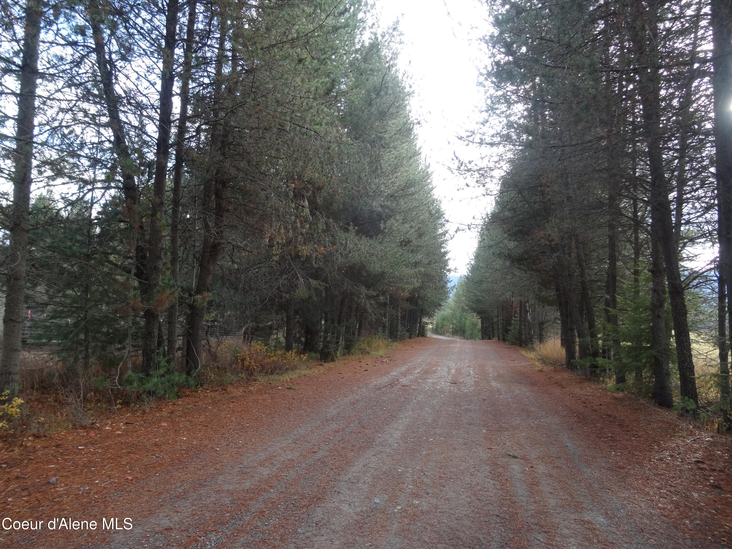 171-temp) Bear Road Priest River, ID 83856 - Photo 10 of 16 DSC05828