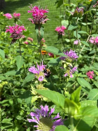 $535,000 | 7602 Wilson Farm Road, Summerfield, NC 27358