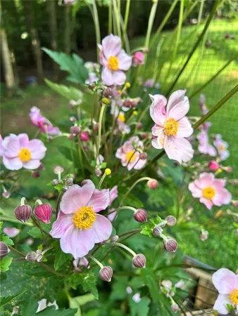 $535,000 | 7602 Wilson Farm Road, Summerfield, NC 27358