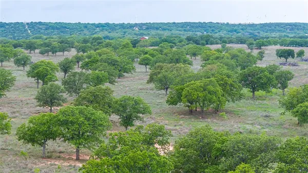 a view of a lush green forest with trees in the background