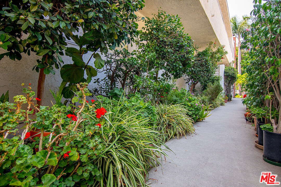 923 17th Street, Unit 3 Santa Monica, CA 90403 - Photo 4 of 22 a close up of a flower in a garden