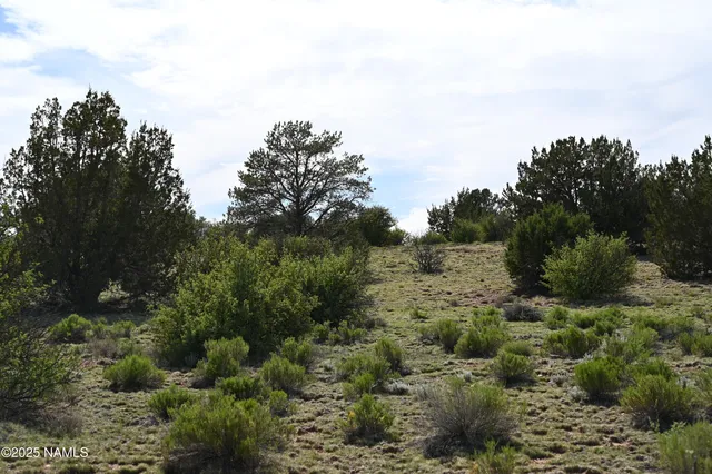 a view of a forest with a tree in the background