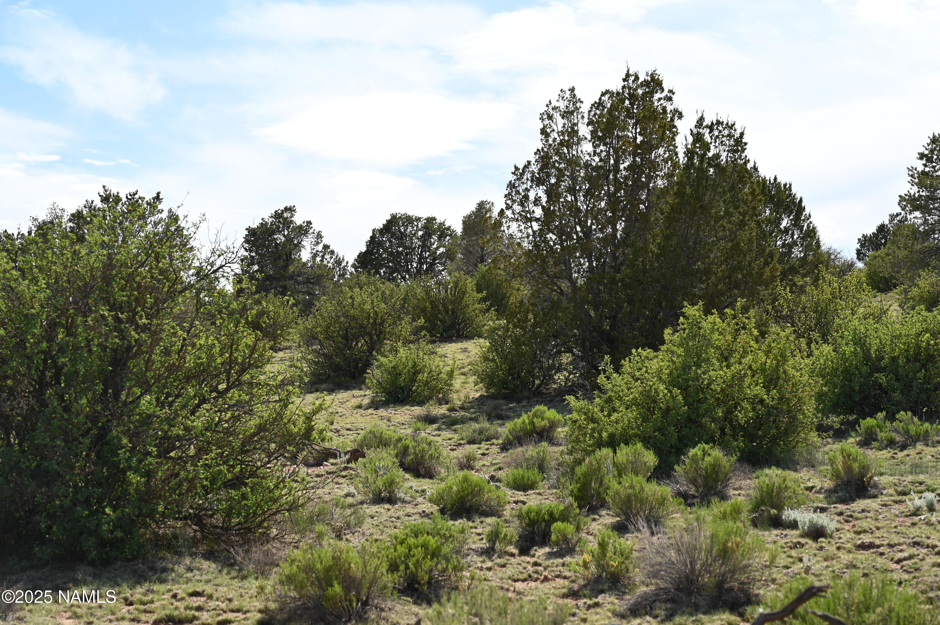 9696 Mineral Wells Road Williams, AZ 86046 - Photo 6 of 12 a view of a forest with a houses