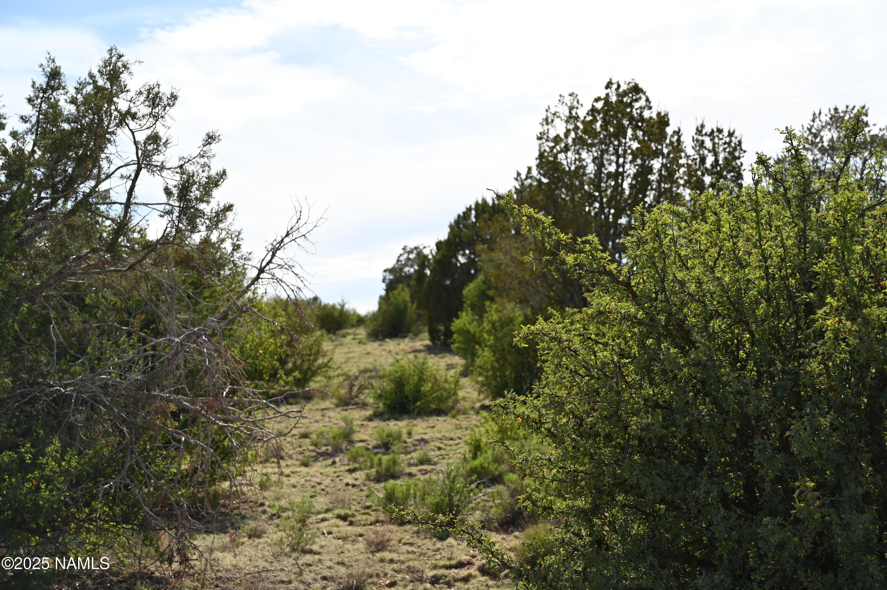9696 Mineral Wells Road Williams, AZ 86046 - Photo 8 of 12 a view of a forest with lots of trees