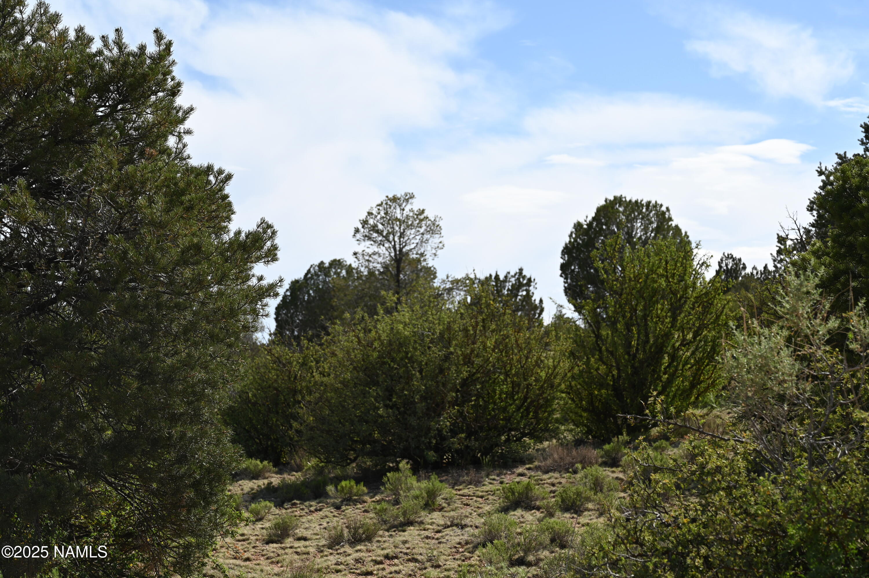 9696 Mineral Wells Road Williams, AZ 86046 - Photo 9 of 12 a view of a yard