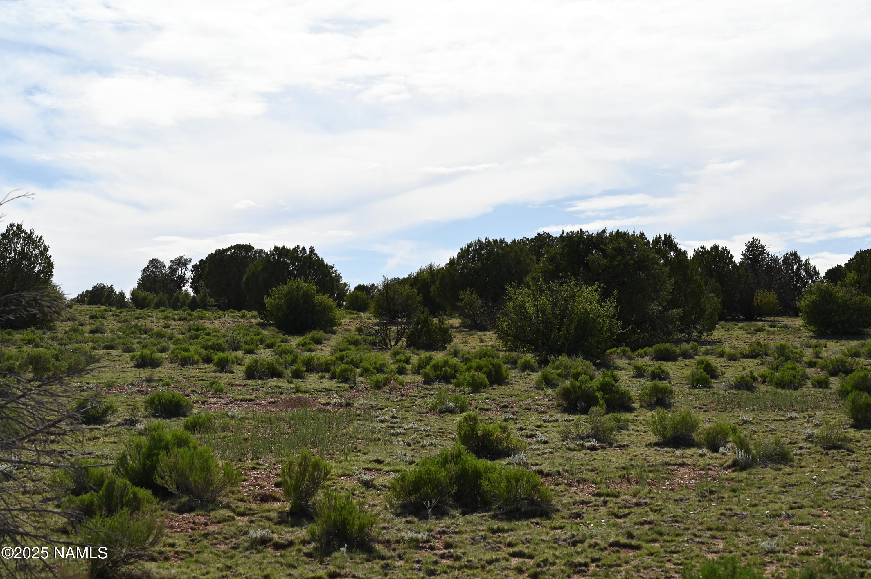 9696 Mineral Wells Road Williams, AZ 86046 - Photo 10 of 12 a view of a forest with trees in the background