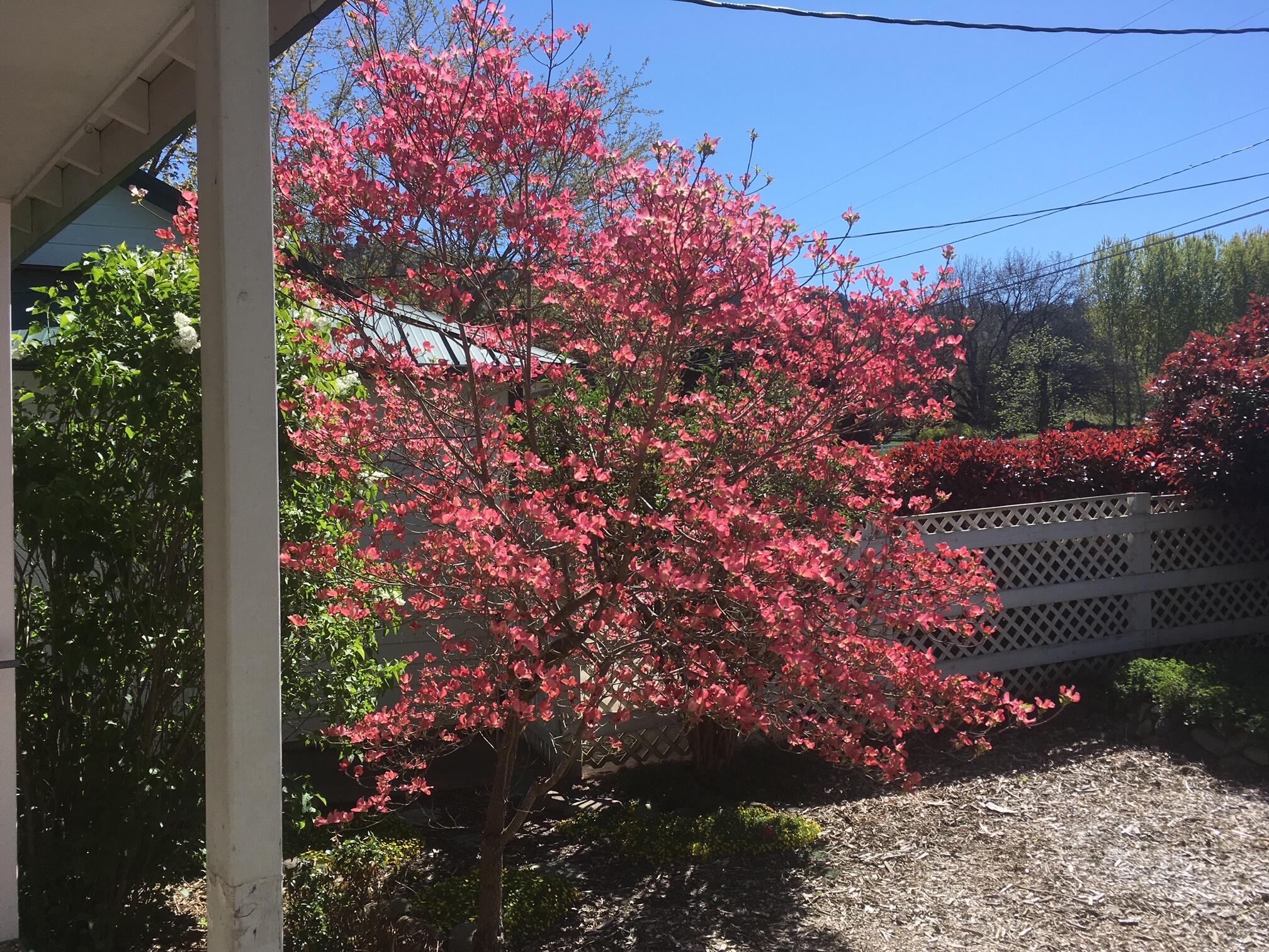 1881 Knowles Road Medford, OR 97501 - Photo 8 of 43 Flowering trees