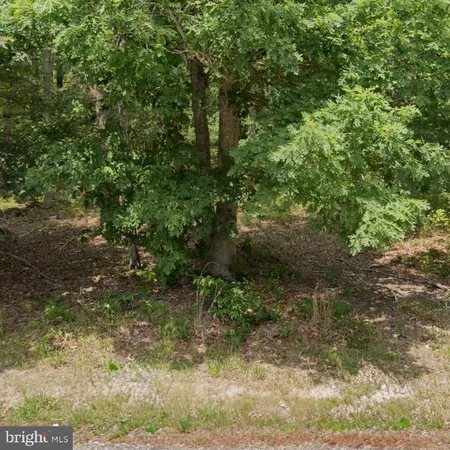a view of a yard
