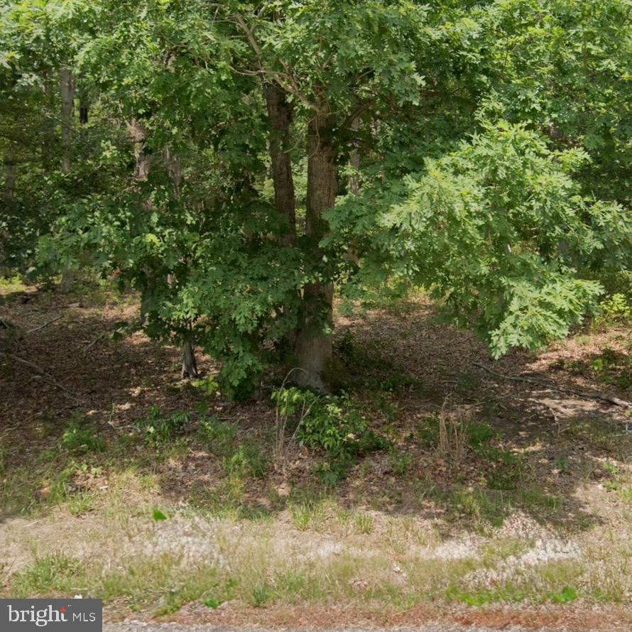 a view of a yard
