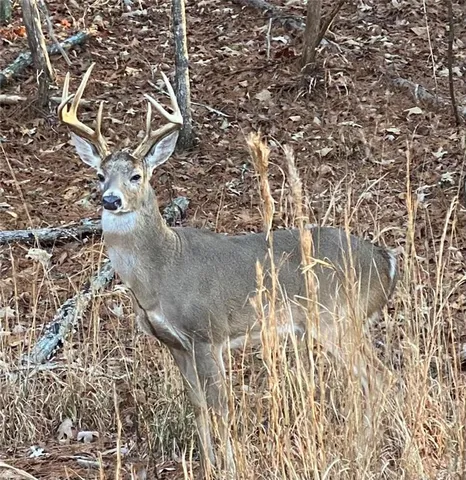 $2,950 | 121 Moose Loop, Waleska, GA 30183