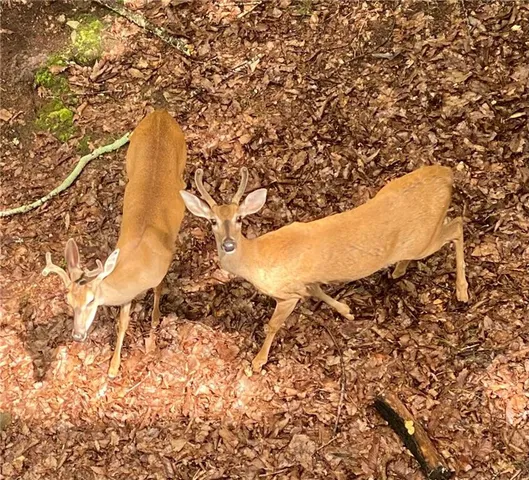 $2,950 | 121 Moose Loop, Waleska, GA 30183