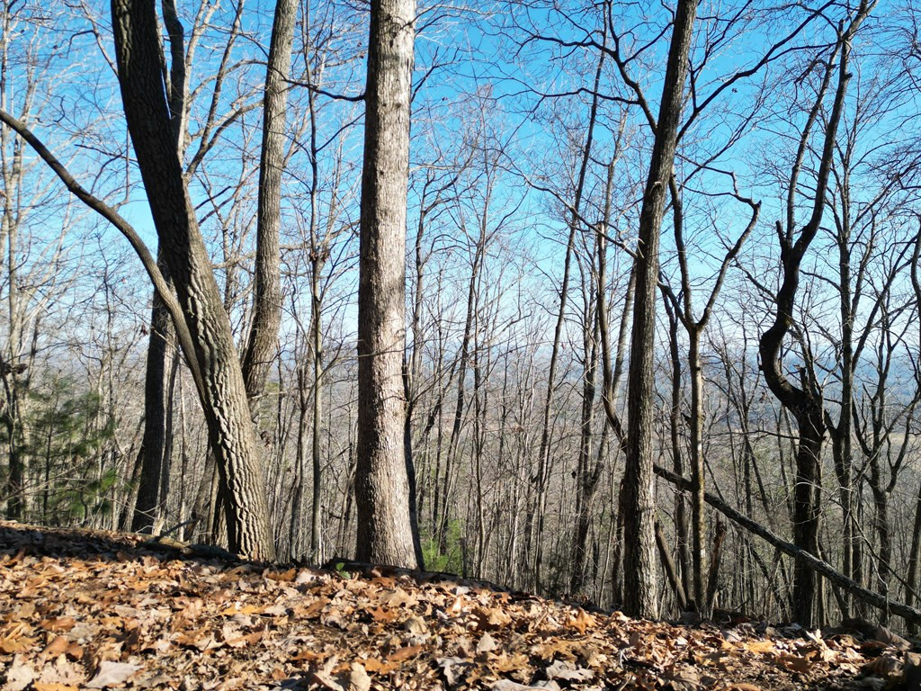 20.05-ac Treehouse Trail Murphy, NC 28906 - Photo 3 of 14