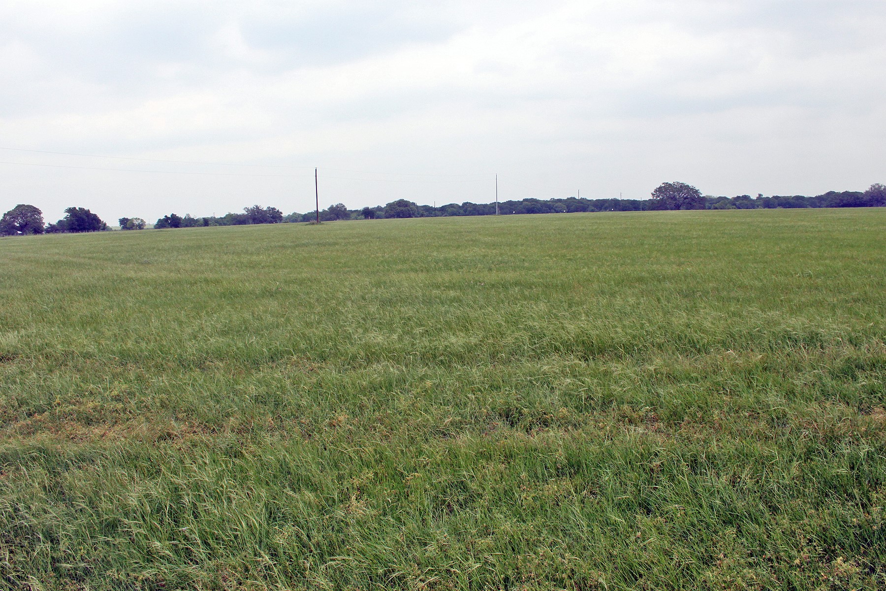 0 Brushy Branch Road Lockhart, TX 78644 - Photo 13 of 19 A sprawling green pasture offers peaceful, expansive rural acreage with mature trees lining the distant horizon.