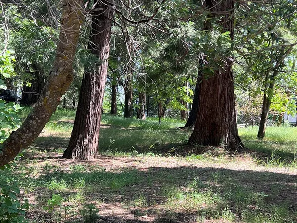 a view of a tree in a yard