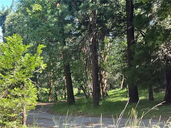 a view of a lush green forest