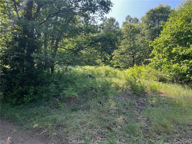 a view of a forest with a tree