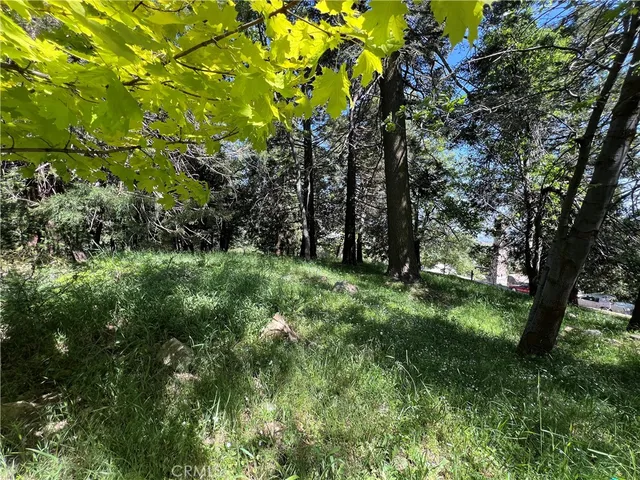 a view of a lush green forest