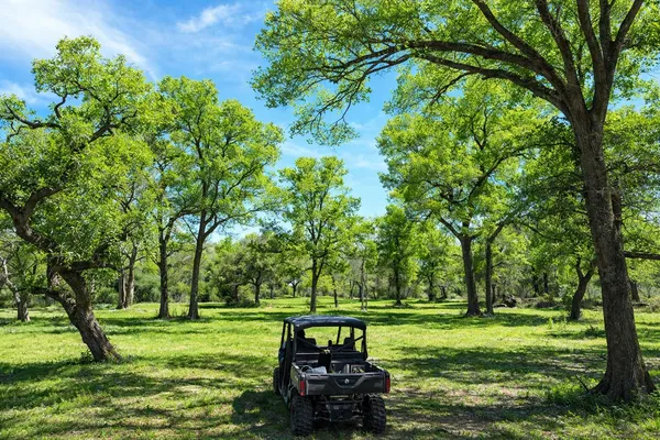 a view of a park with large trees