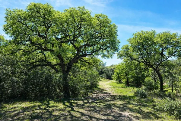 a view of a lake view with a large tree
