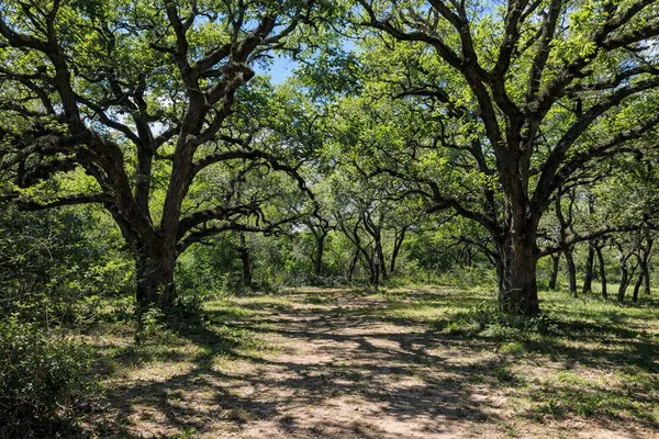 a view of outdoor space with trees