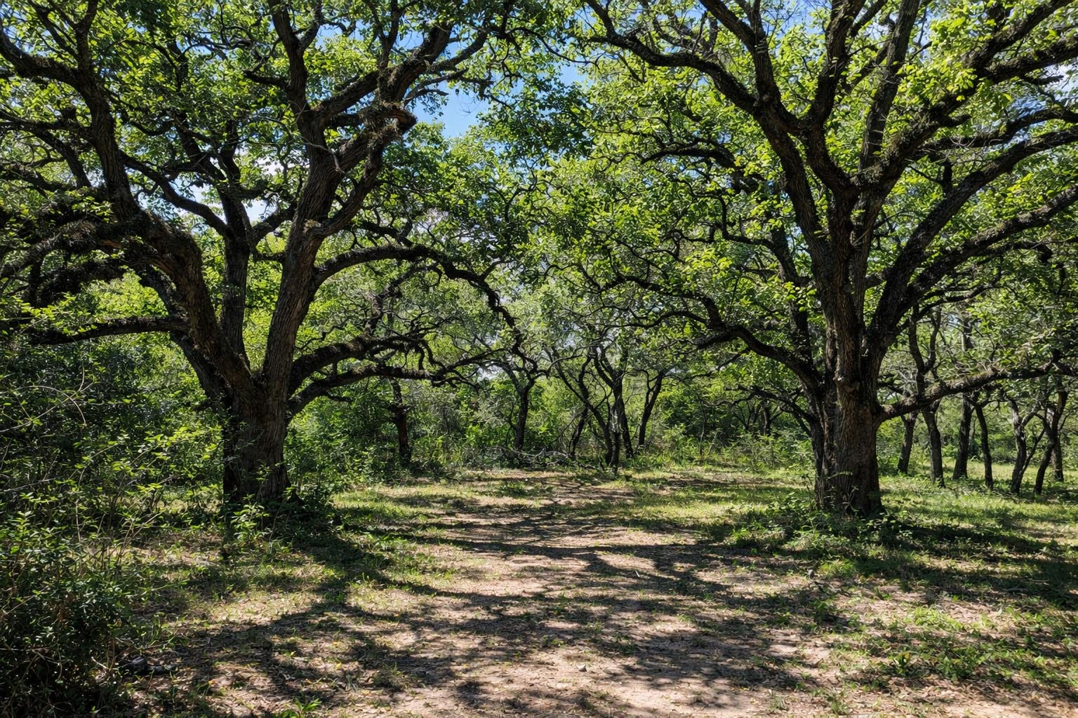 1839 County Road 103 Columbus, TX 78934 - Photo 29 of 31 a view of outdoor space with trees
