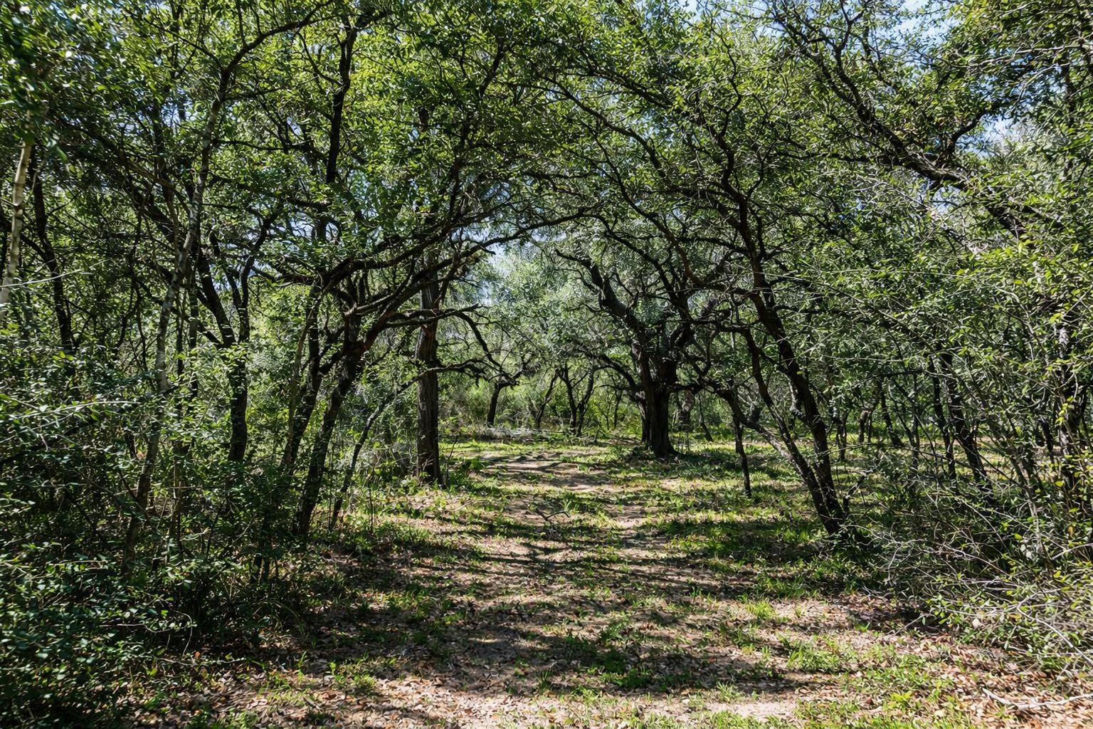 1839 County Road 103 Columbus, TX 78934 - Photo 31 of 31 a big yard with lots of green space and trees