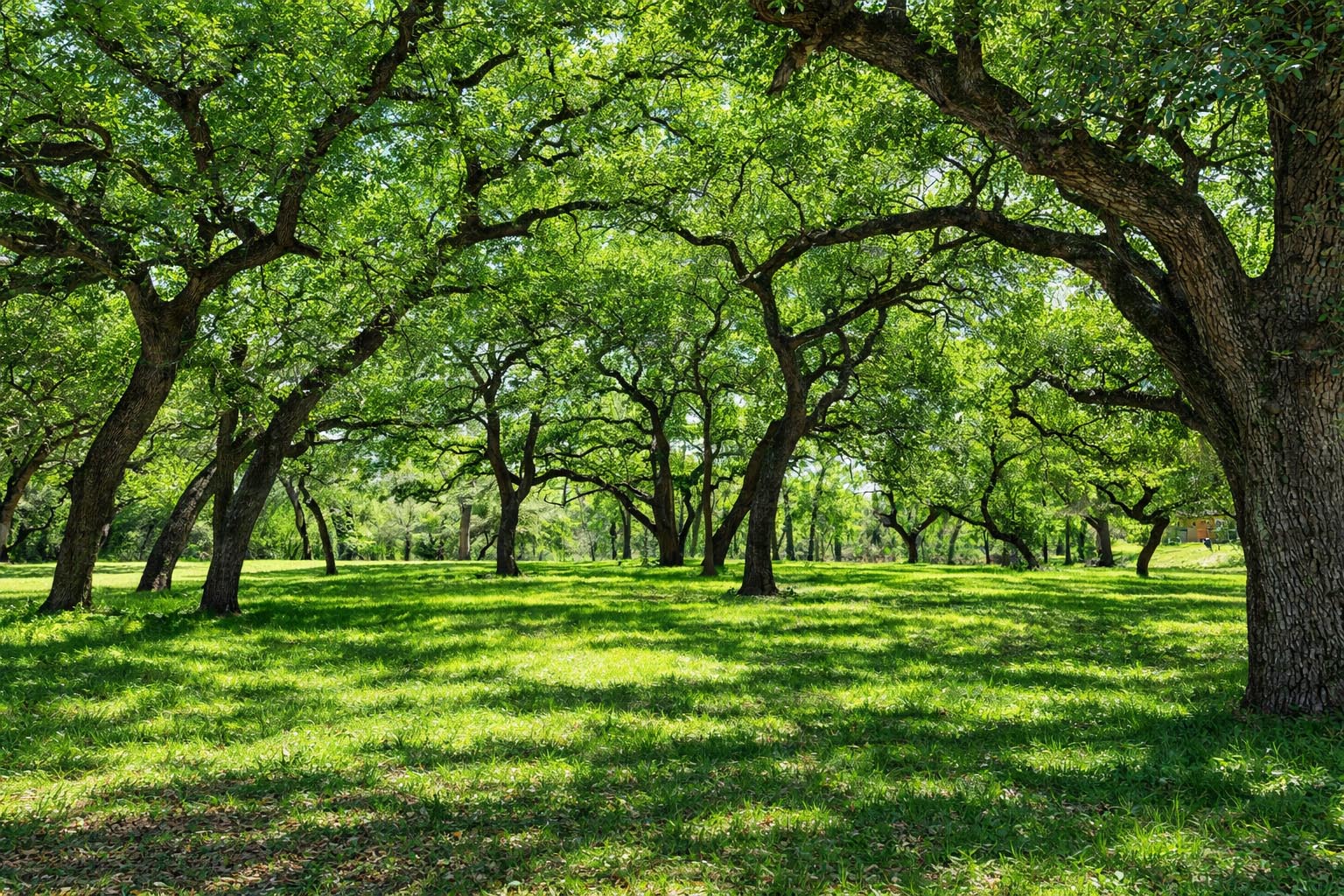 1839 County Road 103 Columbus, TX 78934 - Photo 6 of 31 a view of a grassy field with benches